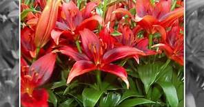 Where and How to Grow Lilies
