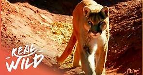 The Rocky Mountain Lions (Wildlife Documentary) | Real Wild