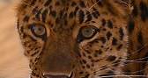 Phoenix Zoo - The illusive Amur leopard has found its way...