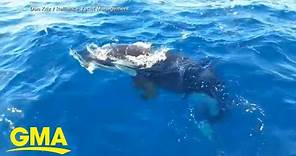 Video shows orca biting off boat’s rudders in waters off Spain l GMA