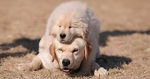 纠结～拉布拉多和金毛这两种狗该选哪个好呢？\Hard to decide! Labrador or Golden Retriever?