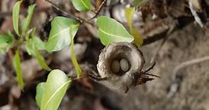 Hummingbird Eggs: The Amazing Facts & Plenty of Pictures