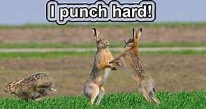 This jackass punched me! | 10 COOL JACKRABBIT FACTS