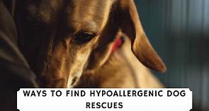 4 Ways to Find Hypoallergenic Dog Rescues! (2024) - We Love Doodles