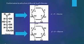 Enlace glucosídico Formación de glúcidos: Lactosa (Disacárido)