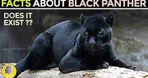 FACTS ABOUT THE BLACK PANTHER
