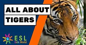 🐯All About Tigers for Children | Facts About Tigers for Kids