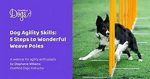 FREE Webinar: Dog Agility Skills - 5 steps to wonderful weaves