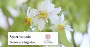 Sparrmannia, botaniska trädgården i Uppsala