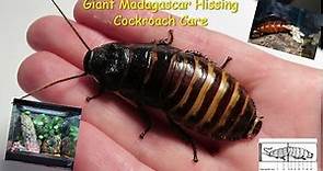 Giant Madagascar Hissing Cockroach Care Guide