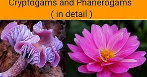 Cryptogams and Phanerogams ( in detail ) | Classification of Plants