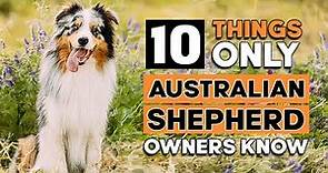 10 Things Only Australian Shepherd Owners Understand