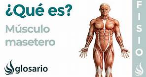 Músculo MASETERO | Qué es, ubicación, origen, inserción, inervación, función y lesiones