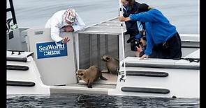 SeaWorld Returns Marina the Sea Lion to Her Ocean Home | SeaWorld San Diego