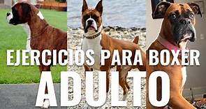 Los 5 MEJORES ejercicios para Perro Bóxer ADULTO