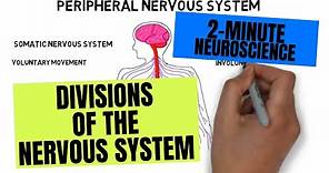2-Minute Neuroscience: Divisions of the Nervous System