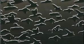 Joe Morris Quartet - A Cloud Of Black Birds