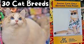 Meet Every Cat Breed at the Largest Cat Show in the World (CFA International 2023) | The Cat Butler