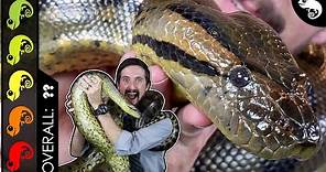 Green Anaconda, The Best Pet Snake?