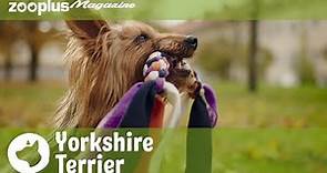 Yorkshire Terrier: tutto quello che c’è da sapere sul piccolo-grande Yorkie