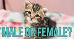 Male or Female? How to Tell the Sex of a Kitten!