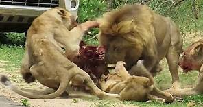 Kruger National Park Best Place In The World To See Lions