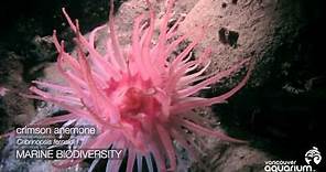 Spotlight on Howe Sound Marine Life: Anemones