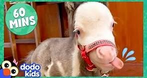 60 Minutes Of The Most Amazing Horse Stories | 1 Hour Of Animal Video | Dodo Kids