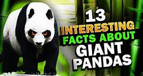 13 Interesting Facts About Giant Pandas