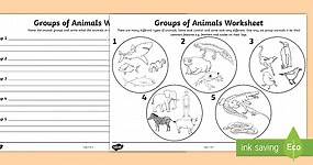 Animal Groups Worksheet