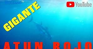 Pesca del atún rojo gigante, Documental con grandes atunes rojos...los más potentes y salvajes¡¡