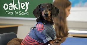 Ep 10: OAKLEY GOES TO SCHOOL - Cute Dog Video School Day
