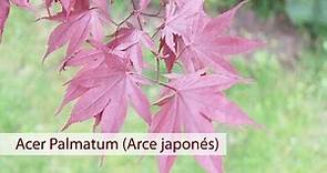 Acer palmatum (Acer japonés): cuidados y características