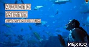 Acuario Michin de Puebla en 4K | Uno de los acuarios más importantes y modernos de México