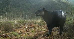 Un tapir andino, en peligro de extinción, aparece en área de conservación de Pacaipampa de Piura