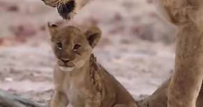 Lioness fiercely protects her cub! 👉 Watch the full clip on Love Nature YouTube! @blueantmedia @lovenature #lions #lioness #lioncubs #cubs #wildlife #lovenature | Love Nature