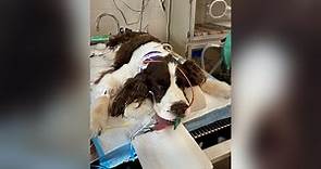 University of Florida veterinarians successfully treat dog for botulism