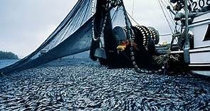 Gran Captura De Atún De Pesca Mundial Con Gran Barco