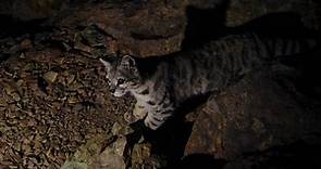 Así es el gato 'fantasma' de los Andes, el felino de las altas cumbres que está en peligro de extinción - National Geographic en Español