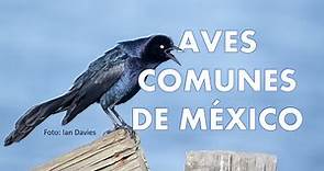20 Aves Comunes de México