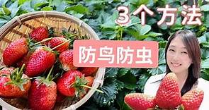 【种植61】草莓种植之 3种防鸟防虫的方法，让有机草莓长到又红又大 Growing strawberry：3 methods of pest control，prevent from birds