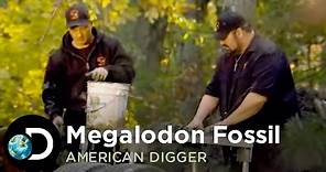 Looking for the Megalodon Fossil | American Digger