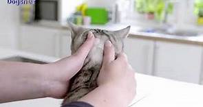 Gatos - Bravecto Transdermal (pipeta) = 3 meses - Como aplicar