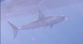 Tiburón MAKO en TENERIFE 🇮🇨 #pescasubmarina #shark #tiburon #canarias #tenerife