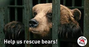 Help Rescue Bears! TV campaign | FOUR PAWS Australia
