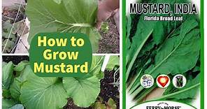 Growing Mustard Greens - How To Grow Mustard - Florida Broad Leaf Indian