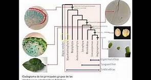 El reino Plantae: principales grupos vegetales