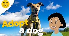Thinking of adopting a dog? | Dogs Trust