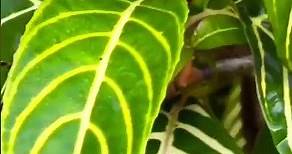 10 plantas Ornamentales que se distinguen por sus hojas . Video completo en el nuestro canal