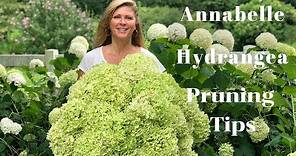 Annabelle Hydrangea Blooms | Tips on Pruning Hydrangeas